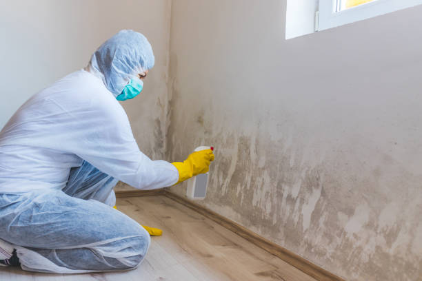 Licensed Mold Remediation service in Winchester, TN - WQB Mold Removal